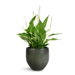 Zembla Plant Pot - Green -Plant potted plants Spathiphyllum Bellini Peace Lily 13x40cm Zembla Plant Pot Green 18x16cm 3175bab0 62da 4bf6 aaed 4d8b395e9c97