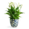 Spathiphyllum Bellini - Peace Lily -Plant potted plants Spathiphyllum Bellini Peace Lily Monza Plant Pot Vintage Blue 2d42d1d5 447f 4d5c 95aa 514602508d83