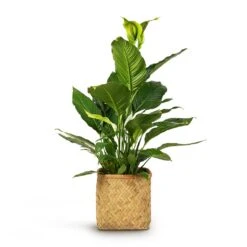 Kobe Bamboo Planter -Plant potted plants Spathiphyllum Sebastiano Peace Lily 24x110cm Kobe Bamboo Planter 30x30x31cm 9994420a 7b7b 4587 a7cf b997cd5af6a4