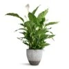 Spathiphyllum Sebastiano - Peace Lily -Plant potted plants Spathiphyllum Sebastiano Peace Lily Jesslyn Plant Pot Ridged White Stripe 33x29cm