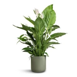 Spathiphyllum Sebastiano - Peace Lily -Plant potted plants Spathiphyllum Sebastiano Peace Lily Lisbon Plant Pot Sage 26x26cm