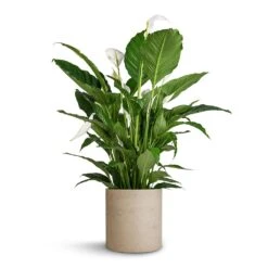 Max Plant Pot - Grey Washed -Plant potted plants Spathiphyllum Sebastiano Peace Lily Max Plant Pot Grey Washed 30x30cm 35d78735 c772 4f21 906c 44c88db9a9ff
