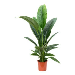 Spathiphyllum Sensation - Peace Lily 16 Spathiphyllum Sensation - Peace Lily -Plant potted plants Spathiphyllum Sensation Peace Lily