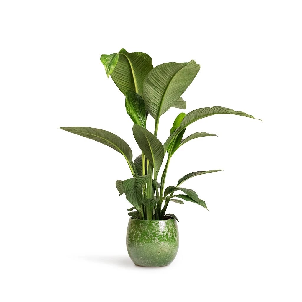 Spathiphyllum Sensation - Peace Lily 11 Spathiphyllum Sensation - Peace Lily - Image 9