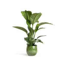 Aimee Plant Pot - Pear -Plant potted plants Spathiphyllum Sensation Peace Lily 24x110cm Aimee Plant Pot Pear 33x28cm 984466bd b8dc 401a 94e1 3af83a1e6d91