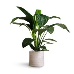 Spathiphyllum Sensation - Peace Lily 24 Spathiphyllum Sensation - Peace Lily -Plant potted plants Spathiphyllum Sensation Peace Lily 24x110cm Angle Cylinder Plant Pot White 30x30cm 1 9fd008d8 7d02 4382 9f00 81e558f24d8f