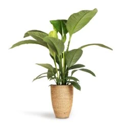 Ben Plant Pot - Straw Grass -Plant potted plants Spathiphyllum Sensation Peace Lily 24x110cm Ben Plant Pot Straw Grass 30x41cm 5f0fdcae 3f42 4b6b 956e fd7ac8aac95b