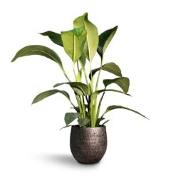 Spathiphyllum Sensation - Peace Lily 23 Spathiphyllum Sensation - Peace Lily -Plant potted plants Spathiphyllum Sensation Peace Lily 24x110cm Evi Plant Pot Midnight Black35x32cm