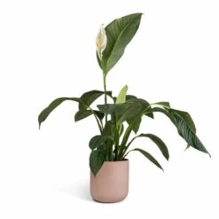 Spathiphyllum Sensation - Peace Lily 21 Spathiphyllum Sensation - Peace Lily -Plant potted plants Spathiphyllum Sensation Peace Lily 24x120cm Lisbon Plant Pot Pink Clay 26x26cm 8c063182 6057 409c 87e7 9541ed1be840
