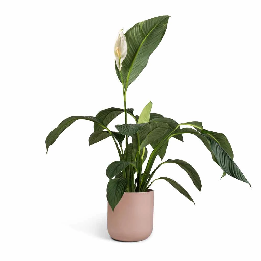 Spathiphyllum Sensation - Peace Lily 10 Spathiphyllum Sensation - Peace Lily - Image 8