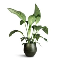 Spathiphyllum Sensation - Peace Lily 20 Spathiphyllum Sensation - Peace Lily -Plant potted plants Spathiphyllum Sensation Peace Lily 24x120cm Noor Plant Pot Velvet Green 36x36cm