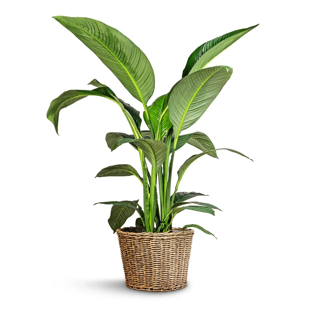 Spathiphyllum Sensation - Peace Lily 8 Spathiphyllum Sensation - Peace Lily - Image 6