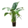 Spathiphyllum Sensation - Peace Lily - HydroCare 2 Spathiphyllum Sensation - Peace Lily - HydroCare -Plant potted plants Spathiphyllum Sensation Peace Lily HydroCare 18 19x70cm