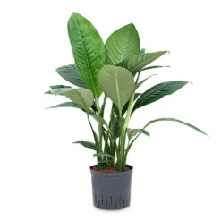 Spathiphyllum Sensation - Peace Lily - HydroCare -Plant potted plants Spathiphyllum Sensation Peace Lily HydroCare 22 19x80cm