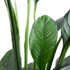 Spathiphyllum Sensation - Peace Lily 18 Spathiphyllum Sensation - Peace Lily -Plant potted plants Spathiphyllum Sensation Peace Lily SWATCH 2