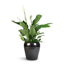 Spathiphyllum Sweet Lauretta - Peace Lily -Plant potted plants Spathiphyllum Sweet Lauretta Peace Lily 24x90cm Amora Plant Pot Black Gold 32x32cm