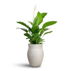 Spathiphyllum Sweet Lauretta - Peace Lily -Plant potted plants Spathiphyllum Sweet Lauretta Peace Lily 24x90cm Apollo Mediterranean Planter Chalk White 38.5x47cm 1
