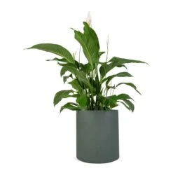 Spathiphyllum Sweet Lauretta - Peace Lily -Plant potted plants Spathiphyllum Sweet Lauretta Peace Lily 24x90cm Max Refined Planter Pine Green 29x29.5cm