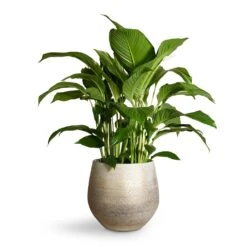 Noor Plant Pot - Metallic Grey 23 Noor Plant Pot - Metallic Grey -Plant potted plants Spathiphyllum Sweet Lauretta Peace Lily 24x90cm Noor Plant Pot Metallic Grey 32x30cm 2