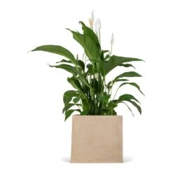 Raindrop Cube Planter - Stone 30 Raindrop Cube Planter - Stone -Plant potted plants Spathiphyllum Sweet Lauretta Peace Lily 24x90cm Raindrop Cube Planter Stone 30x30x27cm 9676e8c7 85ca 4e31 9f7c dbced749a172