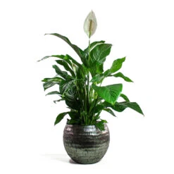 Spathiphyllum Sweet Lauretta - Peace Lily -Plant potted plants Spathiphyllum Sweet Lauretta Peace Lily Opus Hammered Globe Planter Silver cf14b11d 2e46 42b7 b6bd 8b1eabd42390