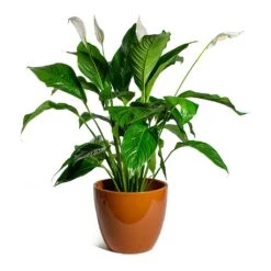 Spathiphyllum Sweet Lauretta - Peace Lily -Plant potted plants Spathiphyllum Sweet Lauretta Peace Lily sven mandarin plant pot c43e7bdb 4540 45c1 9a8c 74d73411fc05