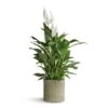 Spathiphyllum Vivaldi - Peace Lily -Plant potted plants Spathiphyllum Vivaldi Peace Lily 17x70cm Azalea Ribbed Plant Pot Speckled Green Stone 20x20cm ec9c6036 a94d 431c b00f fe3bff47f9d1