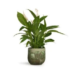 Moon Plant Pot - Jungle -Plant potted plants Spathiphyllum Vivaldi Peace Lily 17x70cm Moon Plant Pot Jungle 23x20cm