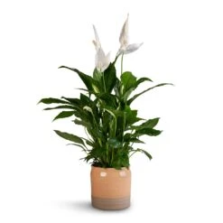 Spathiphyllum Vivaldi - Peace Lily -Plant potted plants Spathiphyllum Vivaldi Peace Lily 17x70cm Puro Ripple Plant Pot Peach 21x19cm b1457af6 8a9d 47c9 88e5 050e33f6778c