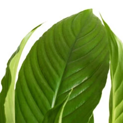 Spathiphyllum Vivaldi - Peace Lily -Plant potted plants Spathiphyllum Vivaldi Peace Lily 2