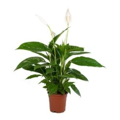Spathiphyllum Vivaldi - Peace Lily -Plant potted plants Spathiphyllum Vivaldi Peace Lily