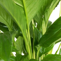 Spathiphyllum Vivaldi - Peace Lily -Plant potted plants Spathiphyllum Vivaldi Peace Lily 3