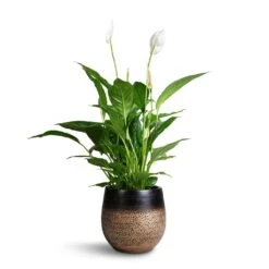 Mya Plant Pot - Deep Champagne -Plant potted plants Spathuphyllum Vivaldi Peace Lilly 17x70cm Mya Plant Pot Deep Champagne 22x20cm 19b64121 cf7f 4fd1 ba41 a9d0bed2a136