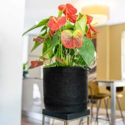 Stefan Plant Baskets - Set Of 3 - Black -Plant potted plants Stefan Plant Basket Black Houseplant