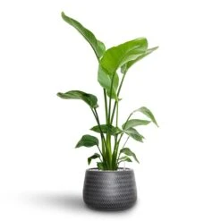 Strelitzia Nicolai - Bird Of Paradise - HydroCare 29 Strelitzia Nicolai - Bird Of Paradise - HydroCare -Plant potted plants Strelitzia nicolai Bird of Paradise Hydroculture 21 19 x 85cm Angle Darcy Plant Pot Anthracite 34.5 x 24cm