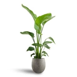 Strelitzia Nicolai - Bird Of Paradise - HydroCare 33 Strelitzia Nicolai - Bird Of Paradise - HydroCare -Plant potted plants Strelitzia nicolai Bird of Paradise Hydroculture 21 19 x 85cm Grigio Balloon Plant Pot Natural Concrete 30 x 30cm