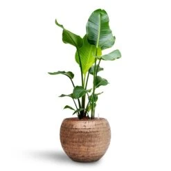 Opus Hammered Globe Planter - Gold -Plant potted plants Strelitzia nicolai Bird of Paradise Hydroculture 22 19 x 105cm Opus Hammered Globe Planter Gold 41 x 32cm 2d8f23b4 2809 469b aa4b 63b9233be575