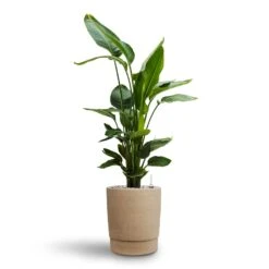 Strelitzia Nicolai - Bird Of Paradise - HydroCare 34 Strelitzia Nicolai - Bird Of Paradise - HydroCare -Plant potted plants Strelitzia nicolai Bird of Paradise Hydroculture 26 25 x 140cm Chao Plant Pot Concrete 27.5 x 31.5cm