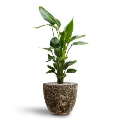 Lava Couple Relic Planter - Black 18 Lava Couple Relic Planter - Black -Plant potted plants Strelitzia nicolai Bird of Paradise Hydroculture 26 25 x 140cm Lava Couple Relic Planter Black 37 x 34cm 7913072b 904a 4688 8948 346b2115b336