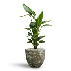 Strelitzia Nicolai - Bird Of Paradise - HydroCare 36 Strelitzia Nicolai - Bird Of Paradise - HydroCare -Plant potted plants Strelitzia nicolai Bird of Paradise Hydroculture 26 25 x 140cm Lava Couple Relic Planter Jade 36 x 34cm