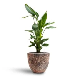 Strelitzia Nicolai - Bird Of Paradise - HydroCare 37 Strelitzia Nicolai - Bird Of Paradise - HydroCare -Plant potted plants Strelitzia nicolai Bird of Paradise Hydroculture 26 25 x 140cm Lava Couple Relic Planter Pink 37 x 34cm