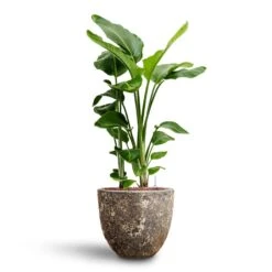 Strelitzia Nicolai - Bird Of Paradise - HydroCare 38 Strelitzia Nicolai - Bird Of Paradise - HydroCare -Plant potted plants Strelitzia nicolai Bird of Paradise Hydroculture 26 25 x 140cm Lava Couple Relic Planter Rust 37 x 34cm