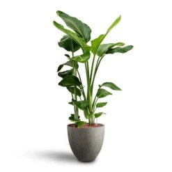 Strelitzia Nicolai - Bird Of Paradise - HydroCare 31 Strelitzia Nicolai - Bird Of Paradise - HydroCare -Plant potted plants Strelitzia nicolai Bird of Paradise Hydroculture 28 19 x 100cm Grigio Egg Pot Planter Natural Concrete 40 x 36cm