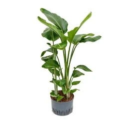Strelitzia Nicolai - Bird Of Paradise - HydroCare 24 Strelitzia Nicolai - Bird Of Paradise - HydroCare -Plant potted plants Strelitzia nicolai Bird of Paradise Hydroculture 28 19x110cm 3stems