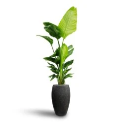 Raindrop Tall Balloon Planter - Anthracite 16 Raindrop Tall Balloon Planter - Anthracite -Plant potted plants Strelitzia nicolai Bird of Paradise Hydroculture Raindrop Tall Vase Planter Anthracite