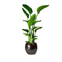 Strelitzia Nicolai - Giant White Bird Of Paradise -Plant potted plants Strelitzia nicolai Bird of Paradise Kae Plant Pot Mocha 7f489925 2d39 4a11 aa8f 201b351d4180