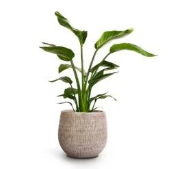 Ryan Plant Pot - White Black -Plant potted plants Strelitzia nicolai Giant White Bird Of Paradise 17x60cm Ryan Plant Pot White Black 26x26cm