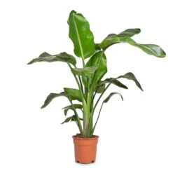Strelitzia Nicolai - Giant White Bird Of Paradise -Plant potted plants Strelitzia nicolai Giant White Bird of Paradise 17x90cm