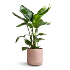 Strelitzia Nicolai - Giant White Bird Of Paradise -Plant potted plants Strelitzia nicolai Giant White Bird of Paradise 17x90cm Lisbon Plant Pot Pink Clay 21x21cm 2a333f74 6d21 40a1 97b1 54881684fced