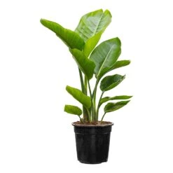 Strelitzia Nicolai - Giant White Bird Of Paradise -Plant potted plants Strelitzia nicolai Giant White Bird of Paradise 19x70 1